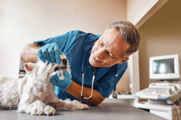 Best Cosmetic Emergency Dentistry in Maury, NC
